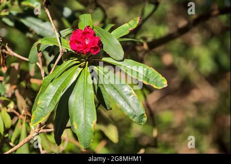 Bella vista closeup di piccoli fiori rosa primavera rododendro selvaggio fioritura con foglie verde scuro, Howth Rhododendron Gardens, Dublino, Irlanda Foto Stock