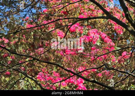 Bella vista closeup di primavera fioritura albero contro rosa rododendro selvaggio fioritura fiori in Howth Rhododendron Gardens, Dublino, Irlanda Foto Stock