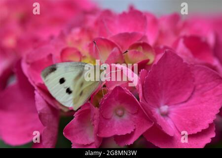 Hydrangea rosa con farfalla, ortensie Foto stock - Alamy