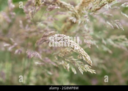 Yorkshire erbe nebbia che soffia in una brezza in un campo inglese Foto Stock