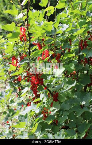 Ribes rosso maturo su un bush di ribes Foto Stock