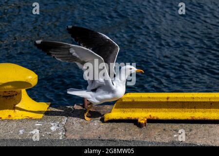 Uno dei numerosi gabbiani (gabbiano scandinavo dell'aringa) intorno al porto di Bergen, Norvegia Foto Stock