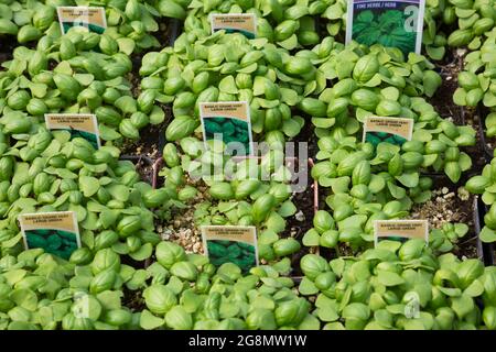 Grande verde Ocimum basilicum - piante di erbe basilico che crescono in contenitori all'interno di una serra. Foto Stock