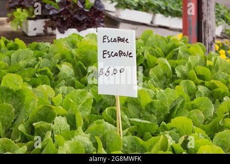 Insegna in lingua francese manoscritta con pennarello nero per Cichorium endivia - indivia a foglia larga in vendita per cinque dollari all'interno di una serra. Foto Stock