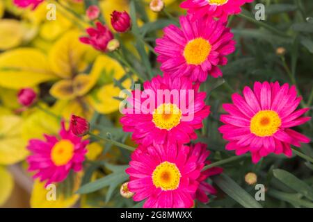 Argyranthemum frutescens rosso e giallo profondo - Marguerite Daisy fiori Foto Stock