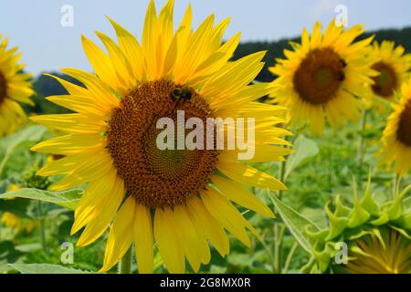 Bumblebees lavoro il campo di girasole in piena fioritura a Dorothea Dix Park in Raleigh North Carolina Foto Stock