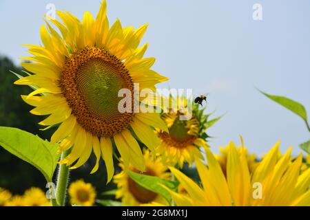 Bumblebees lavoro il campo di girasole in piena fioritura a Dorothea Dix Park in Raleigh North Carolina Foto Stock