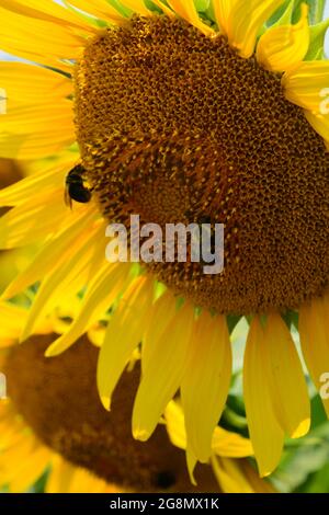 Bumblebees lavoro il campo di girasole in piena fioritura a Dorothea Dix Park in Raleigh North Carolina Foto Stock