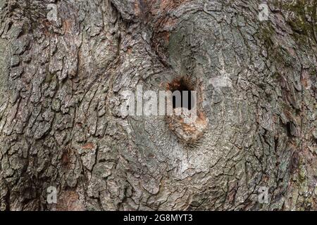 Acer saccharinum - tronco di acero argento con foro nel mezzo della crescita del callo intorno al bordo della ferita da segato fuori del ramo Foto Stock