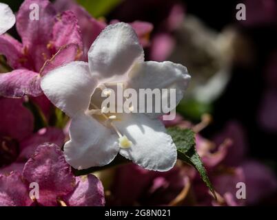 Primo piano di un fiore bianco Bellflowers in giardino con sfondo sfocato in una giornata di sole Foto Stock
