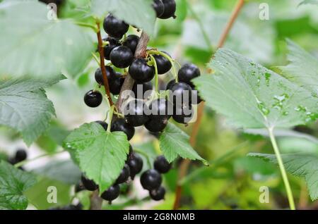 Ramificazione con bacche di ribes nero su sfondo di foglie verdi, fuoco selettivo. Concetto di giardinaggio biologico. Foto Stock