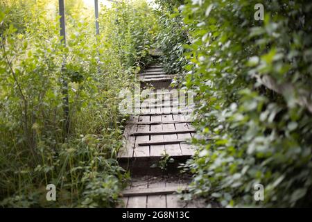 Percorso di legno tra gli spessi. La strada verso l'alto. Percorso sulle tavole. Foto Stock