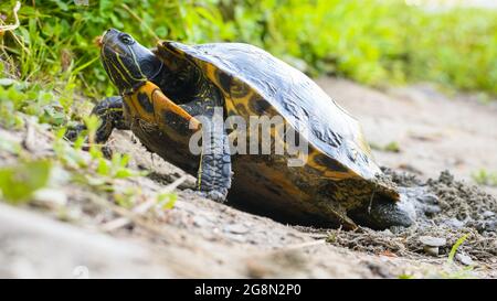 Una tartaruga rossa si eleva con le gambe anteriori mentre scava una cavità di nido con i suoi piedi posteriori in una King County, lago di Washington Foto Stock