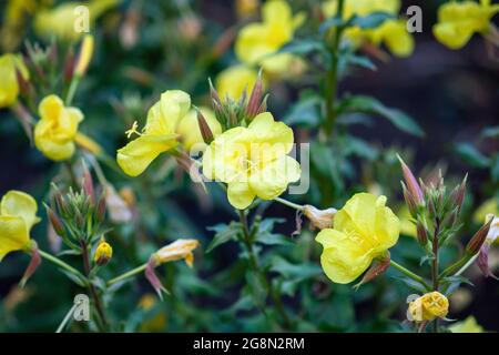 Fiori gialli di rosa primorile serale in giardino Foto Stock