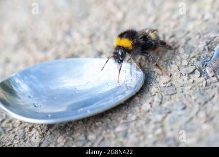 Ravvivare un bumbleble stanco con un po' d'acqua di zucchero su un cucchiaio, in giardino. Salva le quote. Guardati la nostra fauna selvatica. Foto Stock