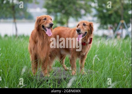 Due recuperatori d'oro nell'erba Foto Stock