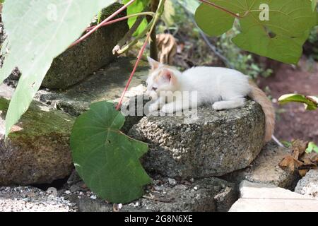Piccolo gattino bianco e zenzero che riposa su una roccia sotto grandi foglie verdi in un giardino all'aperto Foto Stock