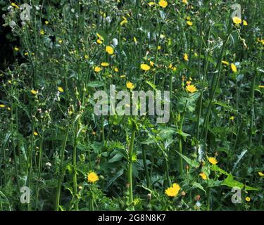 Giardino, sopravissuto, erbacce, thistles Foto Stock