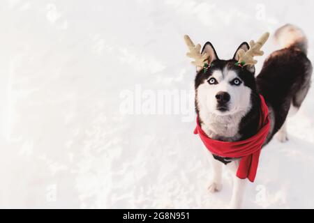 Cane di Natale Husky in sciarpa rossa, corna di cervo, abbigliamento Santa in foresta innevata Foto Stock