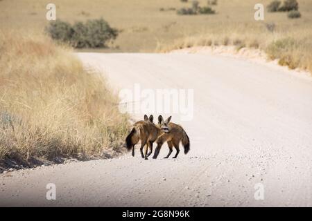 Un paio di Foxes alle stelle su una strada sterrata nella savana del Sud Africa Foto Stock