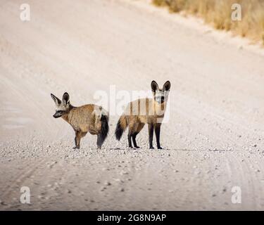 Un paio di Foxes alle stelle su una strada sterrata nella savana del Sud Africa Foto Stock