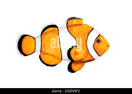 Pesce pagliaccio disegno acquerello su sfondo bianco. Pesce tropicale amphiprion Aquarium. Illustrazione del libro o cartolina. Immagine pesce NEMO per stampa o stic Foto Stock
