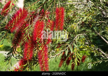 Bellissima pianta di Bottlebrush Blooming. Fiori delicati Callistemon citrinus. Rosso soffici teste di fiori Foto Stock