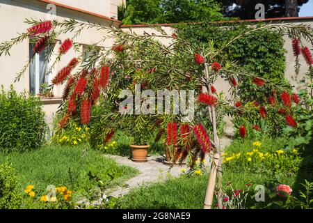 Bellissima pianta di Bottlebrush Blooming. Fiori delicati Callistemon citrinus. Rosso soffici teste di fiori Foto Stock