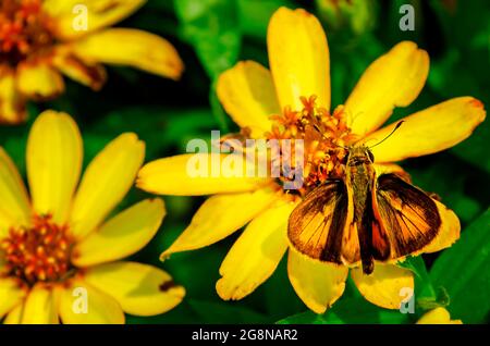 Una farfalla ardente dello skipper (Hylephila phyleus) si nutre di una margherita gialla ai Mobile Botanical Gardens, 17 luglio 2021, a Mobile, Alabama. Foto Stock