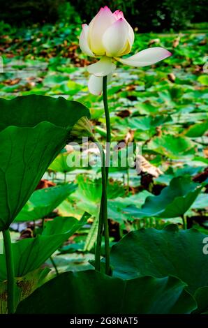 Un fiore di loto (Nelumbo nucifera) fiorisce nel Giardino Giapponese di Charles Wood, 20 luglio 2021, in Mobile, Alabama. Foto Stock