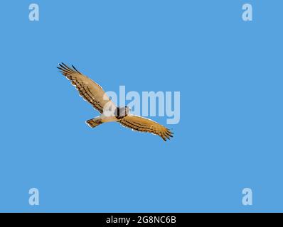 Un'aquila di serpente con la parte nera in volo nella savana dell'Africa del Sud Foto Stock