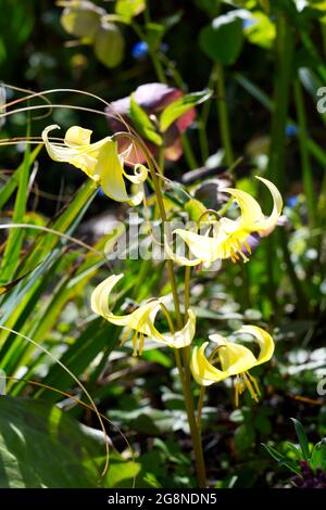 Yellow Flowed Erythronium americanum Pagoda (Trout Lilly) in un giardino di primavera aprile Regno Unito Foto Stock