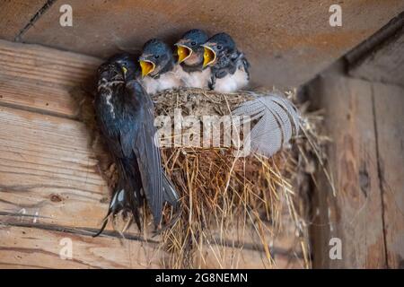 Cunersdorf, Germania. 02 luglio 2021. Giovane in un nido di rondine in attesa di essere nutrito dalla madre. Credit: Fahren/dpa-Zentralbild/ZB/dpa/Alamy Live News Foto Stock