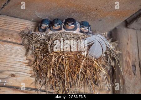 Cunersdorf, Germania. 02 luglio 2021. Giovane in un nido di rondine in attesa di essere nutrito dalla madre. Credit: Fahren/dpa-Zentralbild/ZB/dpa/Alamy Live News Foto Stock