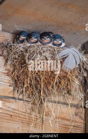 Cunersdorf, Germania. 02 luglio 2021. Giovane in un nido di rondine in attesa di essere nutrito dalla madre. Credit: Fahren/dpa-Zentralbild/ZB/dpa/Alamy Live News Foto Stock