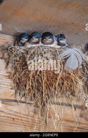 Cunersdorf, Germania. 02 luglio 2021. Giovane in un nido di rondine in attesa di essere nutrito dalla madre. Credit: Fahren/dpa-Zentralbild/ZB/dpa/Alamy Live News Foto Stock