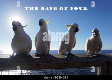 The Gang of Four (Cockatoos in una fila) Foto Stock