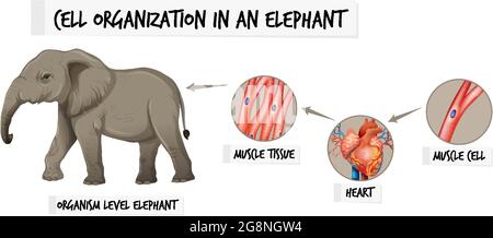 Diagramma che mostra l'organizzazione delle celle in un'illustrazione di elefante Illustrazione Vettoriale