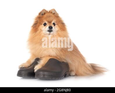 scarpe da giardino e spitz di fronte a sfondo bianco Foto Stock