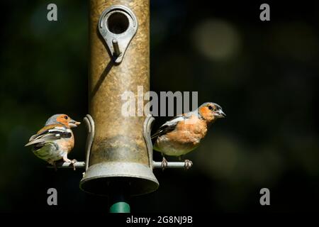 2 pulcinelle per adulti (piumaggio colorato), illuminate al sole, appollaiate su entrambi i lati dell'alimentatore di uccelli da giardino (semi in querce) - West Yorkshire, Inghilterra, Regno Unito. Foto Stock