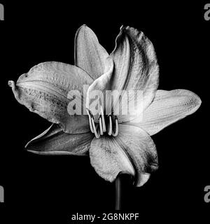 Bella arte ritratto botanico monocromatico di un giglio. Foto Stock