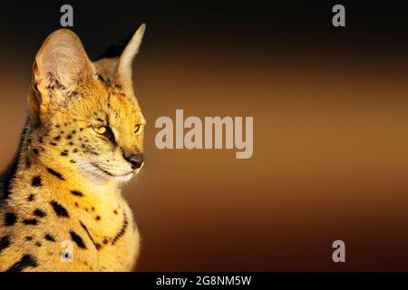 Ritratto in primo piano con gatto Serval in luce dorata con uno sfondo pulito e contrastante con spazio di testo. Leptailurus serval Foto Stock