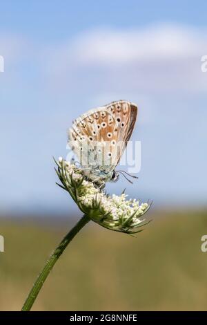 Chalkhill Blue Butterfly; Polyommatus coridon; Male; UK Foto Stock