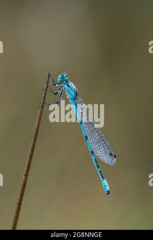 Comune Blue Damselfly; Enallagma cyathigerum; Regno Unito Foto Stock