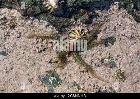 Brittlestar comune; Ophiothrix fragilis; UK Foto Stock