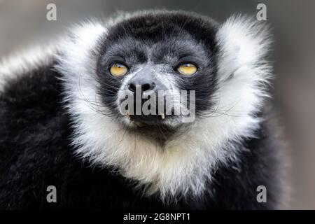 Closeup di un lemur adulto con volant bianco e nero, varecia variegata. Questa specie criticamente minacciata è indigena per le incursioni del Madagascar Foto Stock