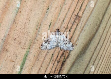 Garden Carpet Moth; Xanthorhoe fluttuata; on Wood; UK Foto Stock