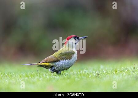 Picus viridis; Femminile; UK Foto Stock