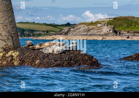 Sigillo grigio; gripo di Halichoerus; roccia Nera; Falmouth; Cornovaglia; REGNO UNITO Foto Stock