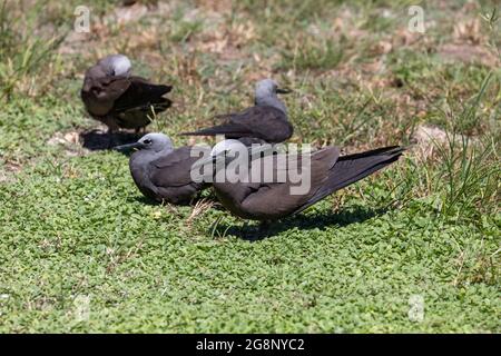Minore; Anous tenuirostris; e Brown; Anous stolidus; Noddies; Seychelles Foto Stock